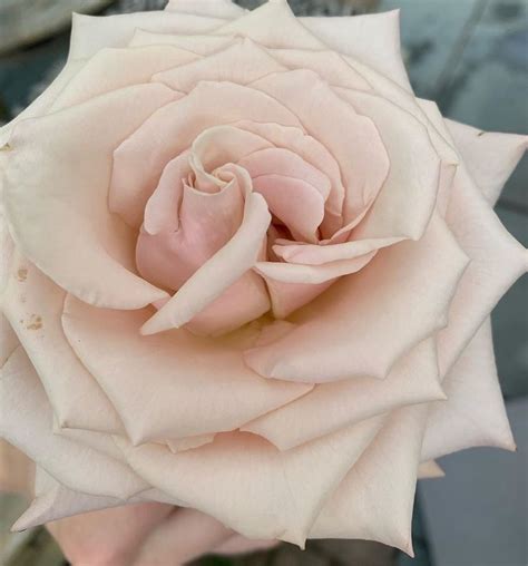 BLONDE TEDDY On Instagram Mooooooooood And Then A Movie Instagram Blonde Flower