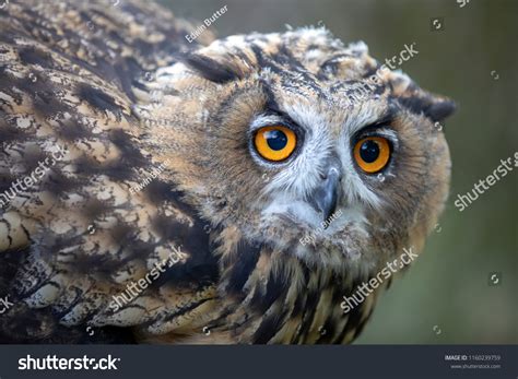 Eurasian Eagle Owl Stock Photo 1160239759 | Shutterstock