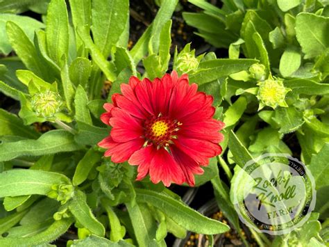 Gaillardia X Grandiflora Mesa Red Rocky Knoll Farm