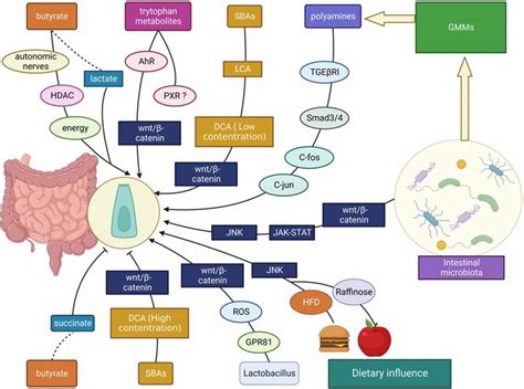 The Role Of Intestinal Stem Cell Within Gut Homeostasis Focusing On