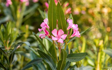 Australia's most poisonous plants