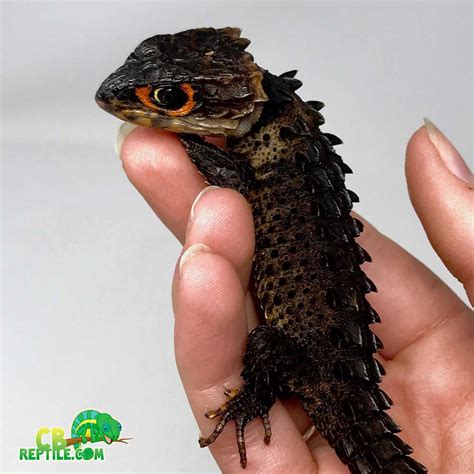 Baby Crocodile Skink