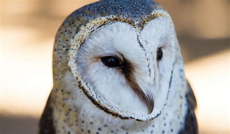 15 Types of Barn Owls (With Pictures) - Farmhouse Guide