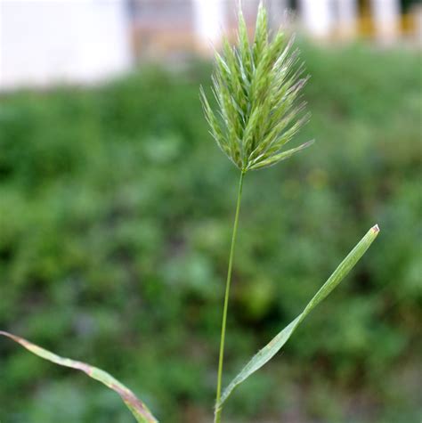 bromus hordeaceus eflora  india