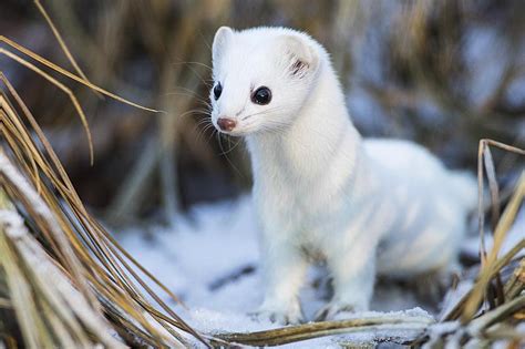 Fun Facts: Colour Changing Animals — Edmonton & Area Land Trust