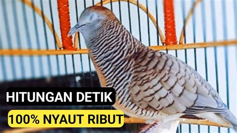 Perkutut Lokal Gacor Suara Besar Bersih Cocok Untuk Pancingan YouTube