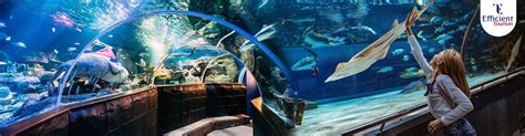 Dubai Aquarium and Underwater Zoo Tickets