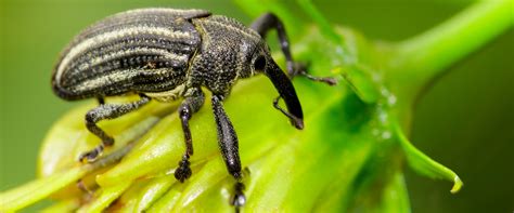 Strawberry Root Weevil Biobee South Africa