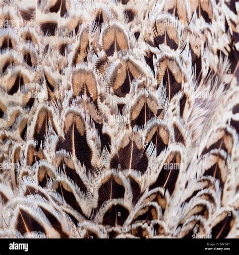 Texture Of Feathers Wing Of Falcon Stock Photo Alamy