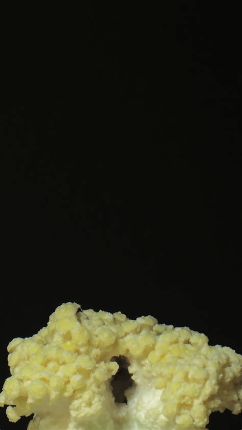Growing Oyster Mushrooms Rising From Soil Time Lapse 4k Footage