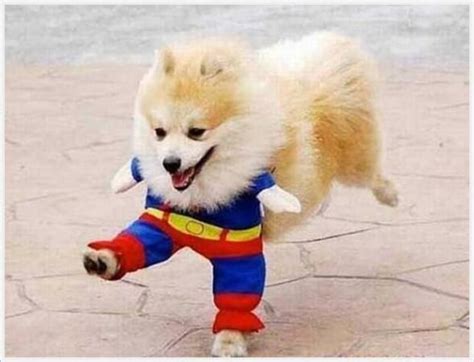 Super Dog - Funny Images & Photos