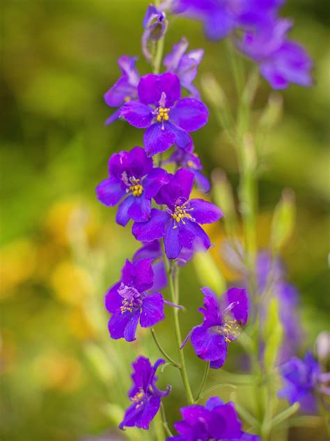 11 Best Purple Flowers To Add To Your Garden