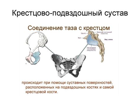 Cоединения нижней конечности - презентация онлайн