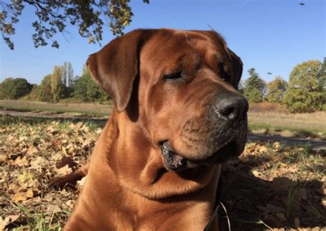 24 Raças de Cachorros Grandes para Escolher a Ideal - Amor aos Pets