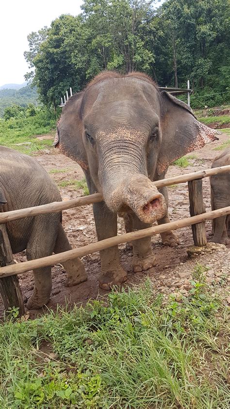 The Animal Kingdom. When I look at a lions face I see a… | by Jess Moon