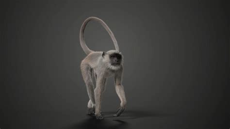 Gray langur Animated | VFX Grace | VFX Grace