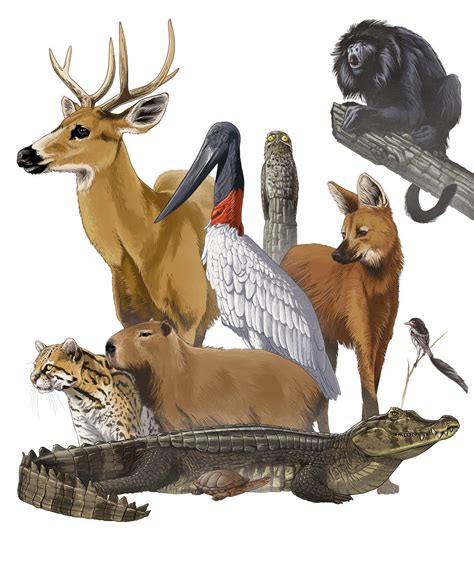 Exploring The Gran Chaco Magazine Articles Wwf