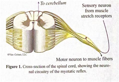 Lab 7 Reflexes And Reaction Times Flashcards Quizlet