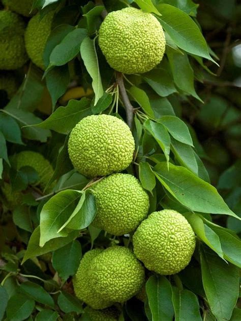 What Is A Hedge Apple Are Hedge Apples Edible