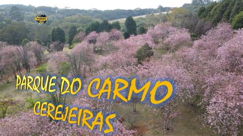 Parque Do Carmo Zona Leste Sp Veja A Beleza Da Florada Das Cerejeiras