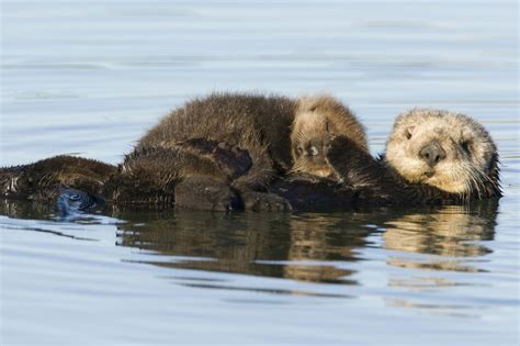 Sea Otter Wallpapers - Wallpaper Cave