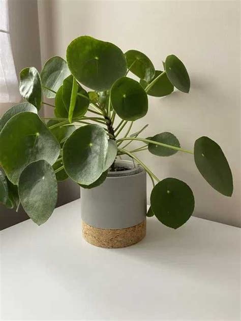 Kwiat Pilea peperomioides kwiatek Pieniązek roślina sukulent