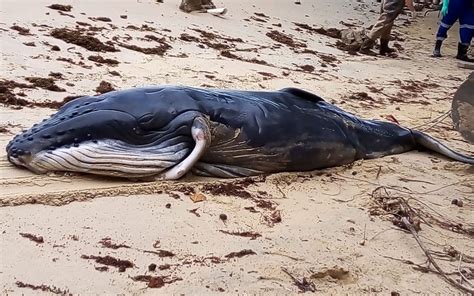 Porto Seguro Filhote De Baleia Jubarte Achado Morto Na Praia De