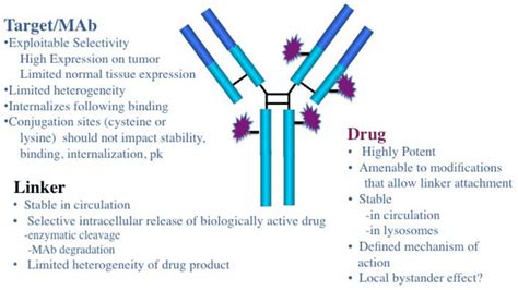 Antibody Drug Conjugates Transcrip