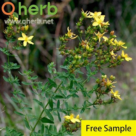 0 3 Hypericin Hypericum Perforatum St John S Wort Extract China