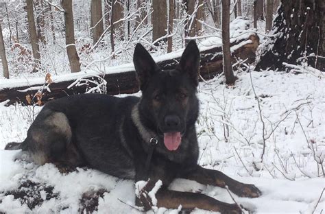 Lake County Sheriff K 9 Dax Locates Missing Suicidal Man In Forest