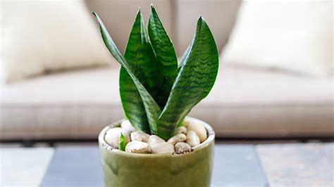 Lengua De Suegra Beneficios De Tener Esta Planta Y Sus Cuidados