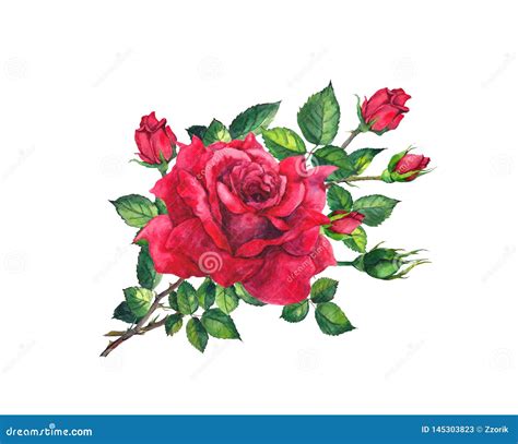 Red Rose Twig With Flowers Leaves Buds Floral Watercolor Blooming