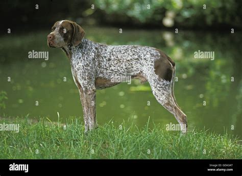 Vorstehhund Fotos und Bildmaterial in hoher Auflösung Alamy