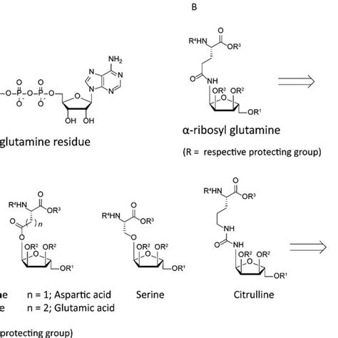 A Adp Ribosylated Glutamine Residue Highlighting The Anomeric Download Scientific Diagram