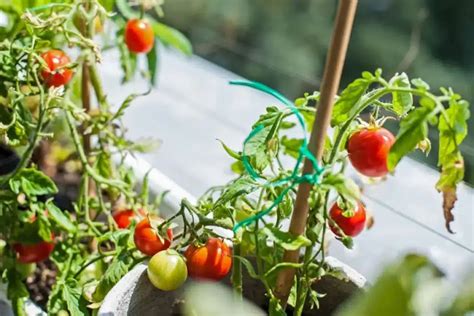 Como Plantar Tomate Org Nico Em Casa Guia Passo A Passo Folha Da Terra