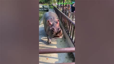 Hippo Hippo Eating Watermelon Hippopotamus Nature Animals Shorts