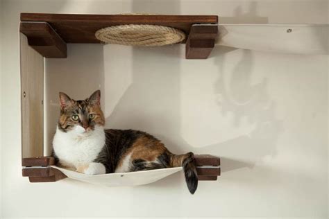 A Cat Is Sitting On A Shelf With A Remote