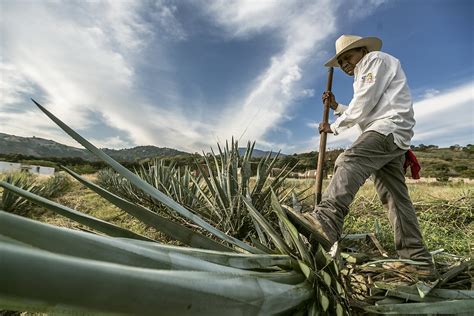 JALISCO IMPULSA LA MARCA DE CERTIFICACIÓN AGAVE RESPONSABLE AMBIENTAL