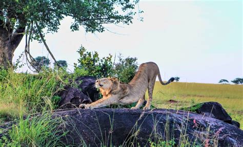 Days Uganda Big Five Safari With Ziwa Rhinos Atw Holidays Africa