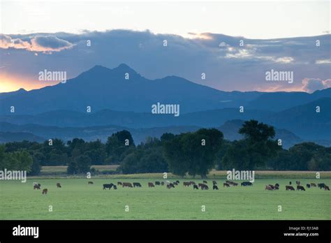 Cattle Ranch In Foothills Of Rocky Mountains Hi Res Stock Photography