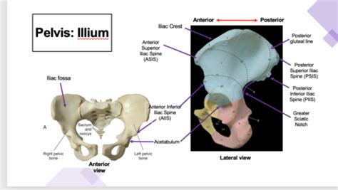 Osteology And Arthrology Of The Hip Flashcards Quizlet