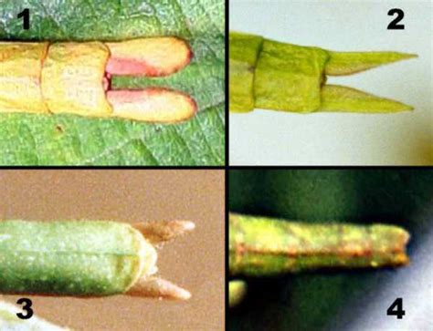 Report Uk Sighting Phasmid Study Group