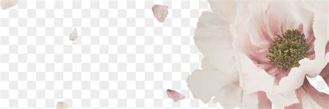 Pink Peony Blossom Flower Branch Free Png Rawpixel