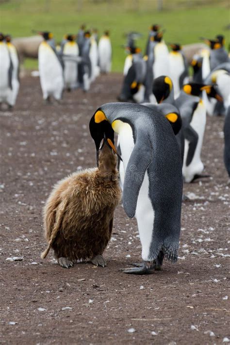 King Penguin Mother and Her Chick Stock Image - Image of flightless ...