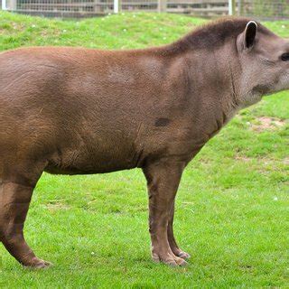 Anta Tapirus terrestris em perfil É notável que a forma das orelhas