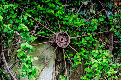 Fotos gratis árbol naturaleza bosque planta granja vendimia