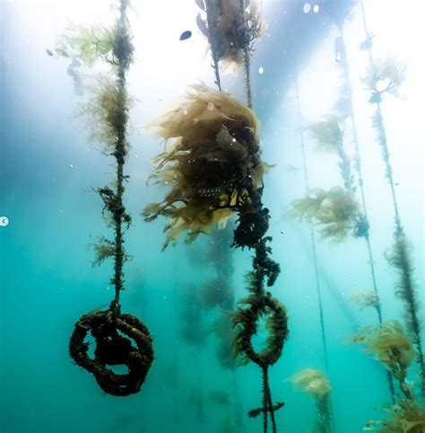 Help For Kelp North South Magazine