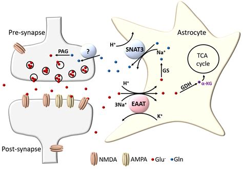 Y Residuos solapa glutamate transporter diapositiva Salón de clases Desear