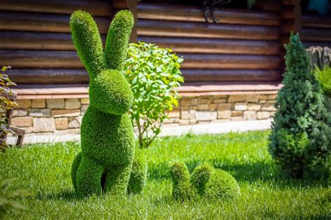 How to Grow and Train Your Own Topiary Plants