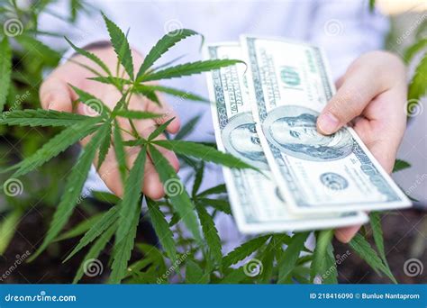 Hands With Cannabis And Money The Several Banknote The Concept Of